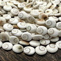 Hypnotic Shiva Eye Shell Beads - Striking Natural Spiral Eyes - Single-Sided Smooth Oval 10X12mm SKU#B304